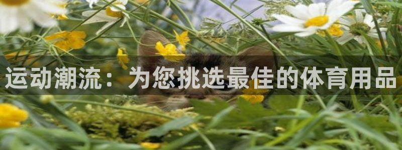 fb平台体育:运动潮流:为您挑选最佳的体育用品