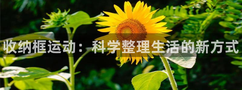 fb体育娱乐网站:收纳框运动:科学整理生活的新方式